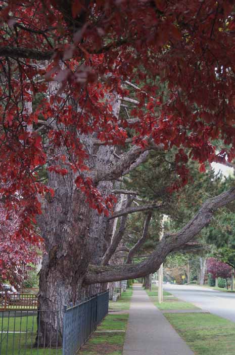 Oak Bay